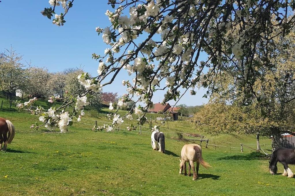 Les Vergers D'Epona "Fremifontaine Vosges" מראה חיצוני תמונה