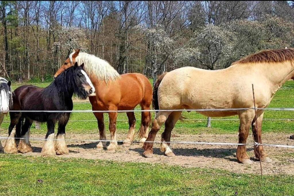 Les Vergers D'Epona "Fremifontaine Vosges" מראה חיצוני תמונה